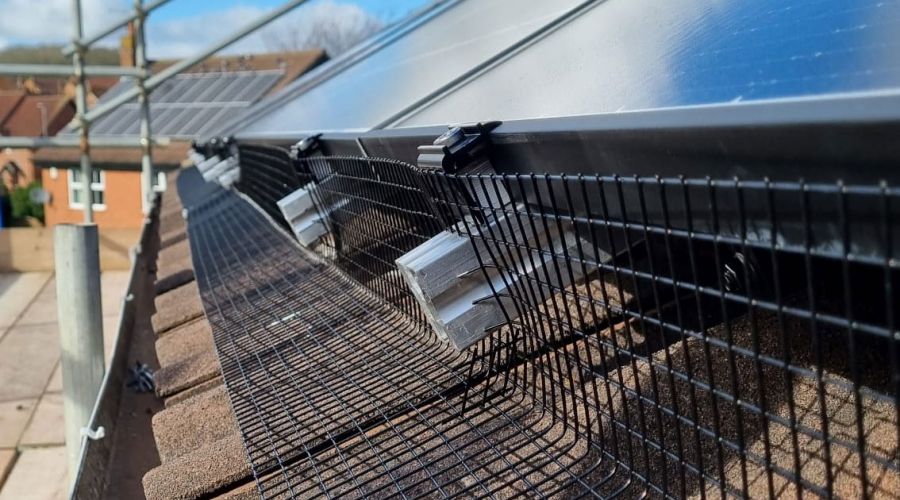 Pigeons Move in on Solar Panels