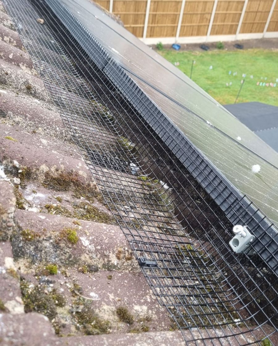 Solar Panel Pigeon Proofing in Rise Park