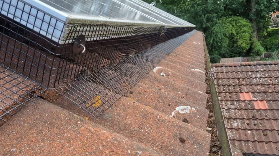 Pigeons under Solar Panels in Derby