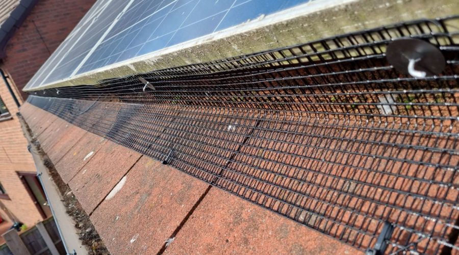 Pigeons Under Solar Panels in Gamston
