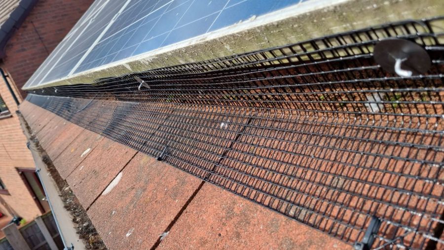 Pigeons Under Solar Panels in Gamston