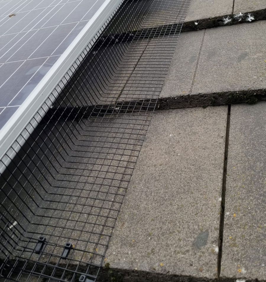 Pigeons Under Solar Panels