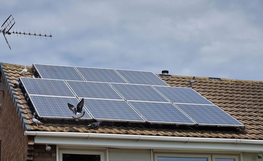 Solar Panel Pigeon Protection in Long Eaton