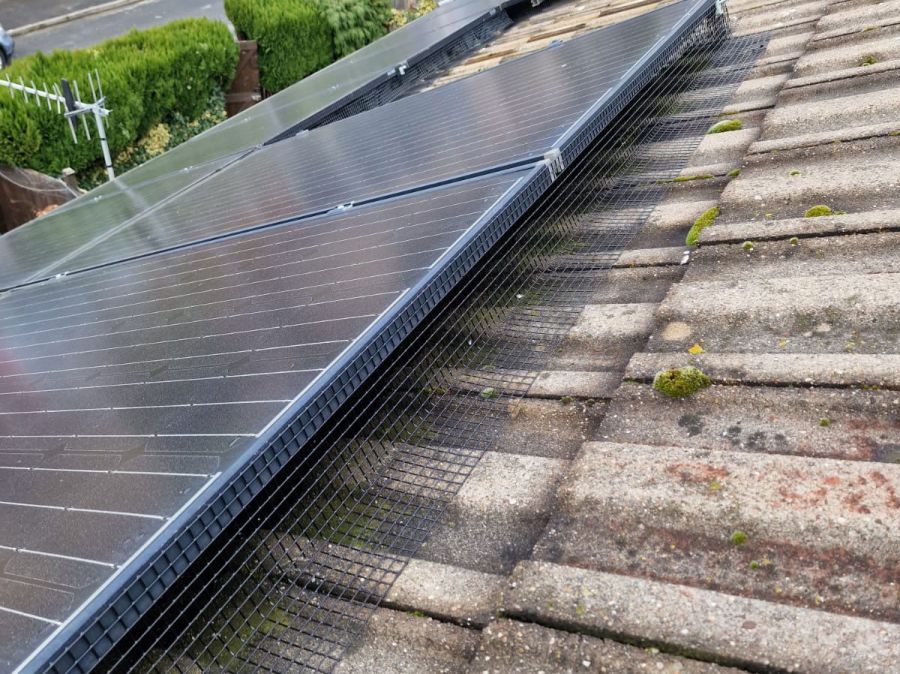 Pigeons Under Solar Panels in Bulwell