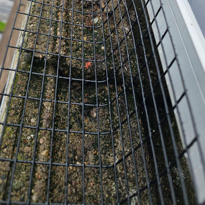 Protecting Solar Panels From Pigeons in Bingham