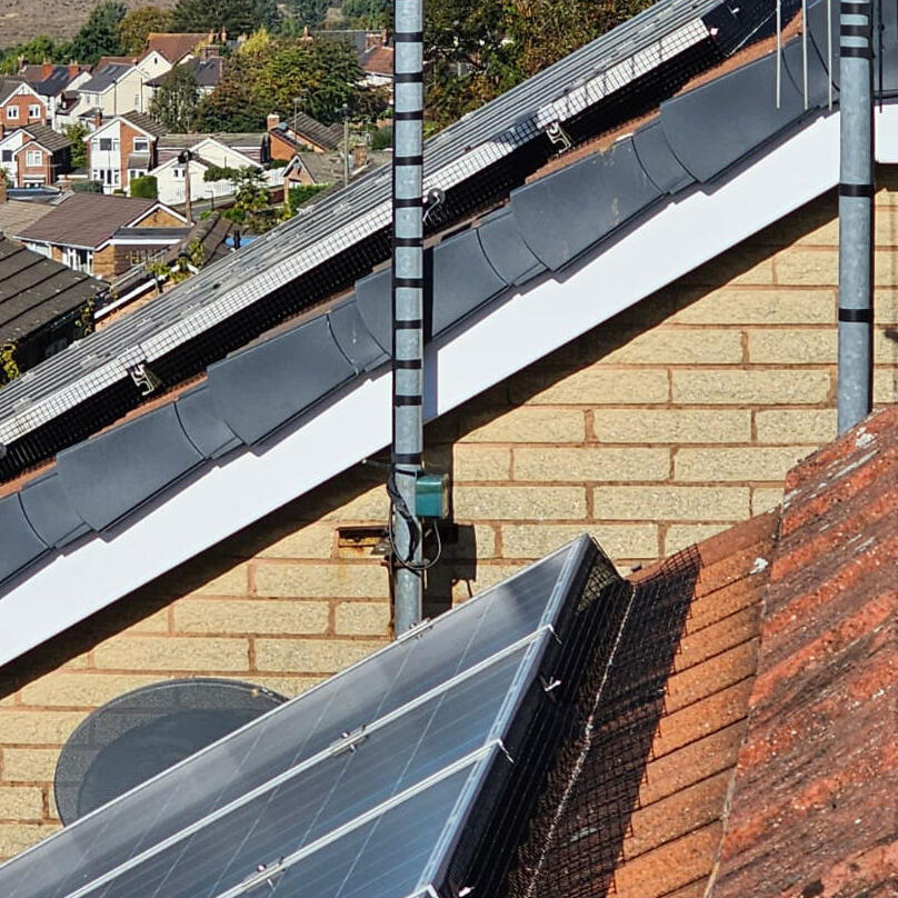 Double Pigeon Trouble in Bolsover