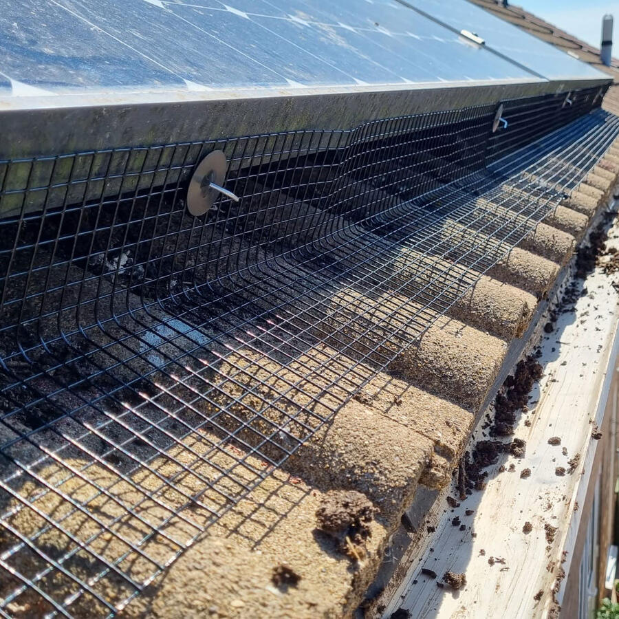 Pigeons in Bulwell and Solar Panels