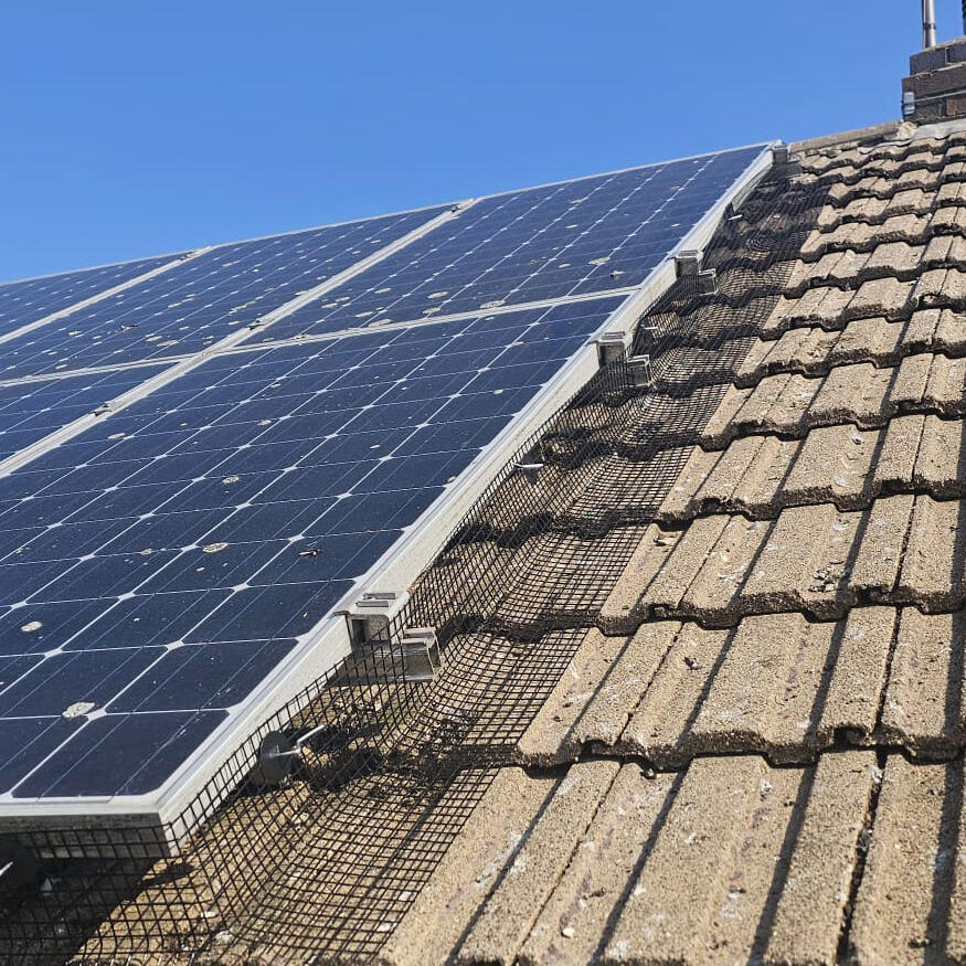 Protecting Solar Panels From Pigeons in Calverton