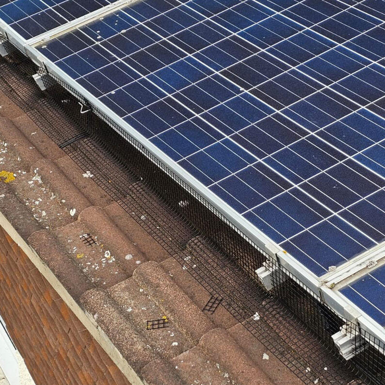 Protecting Solar Panels From Pigeons in Chilwell