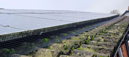 Protecting Solar Panels From Pigeons In Duffield