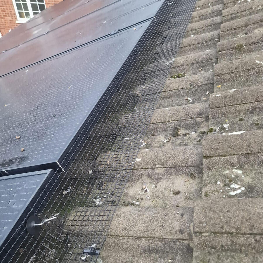 The Problem With Pigeons And Your Solar panels