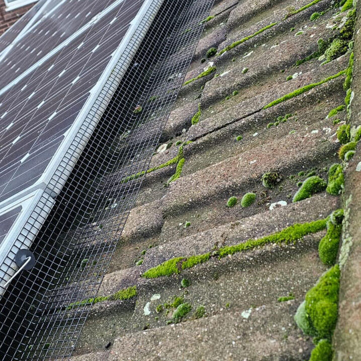 Pigeon Proofing in Long Eaton