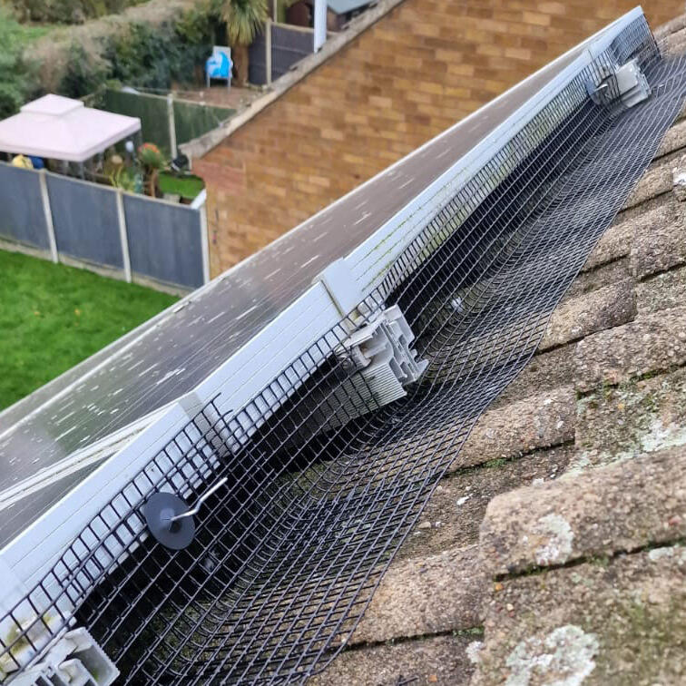 Pigeons Under Solar Panels in Long Eaton