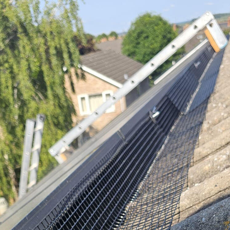 Protecting Solar Panels from Pigeons in Northamptonshire