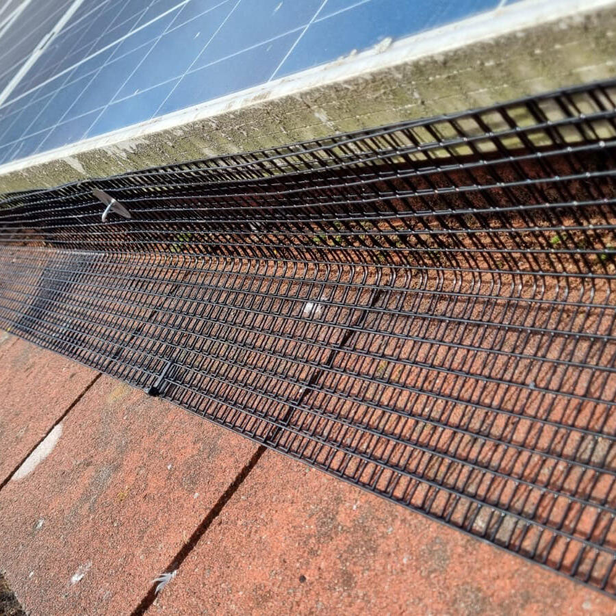 Pigeons Under Solar Panels in Gamston