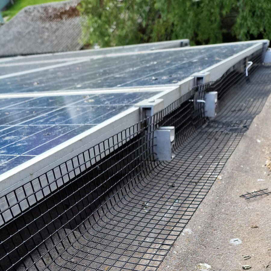 Pigeons Invade Solar Panels in Arnold