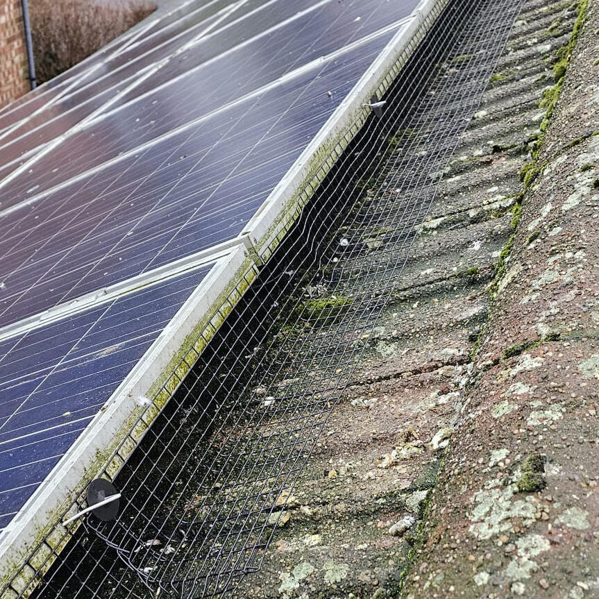 Protecting Solar Panels from Pigeons in Mapperley
