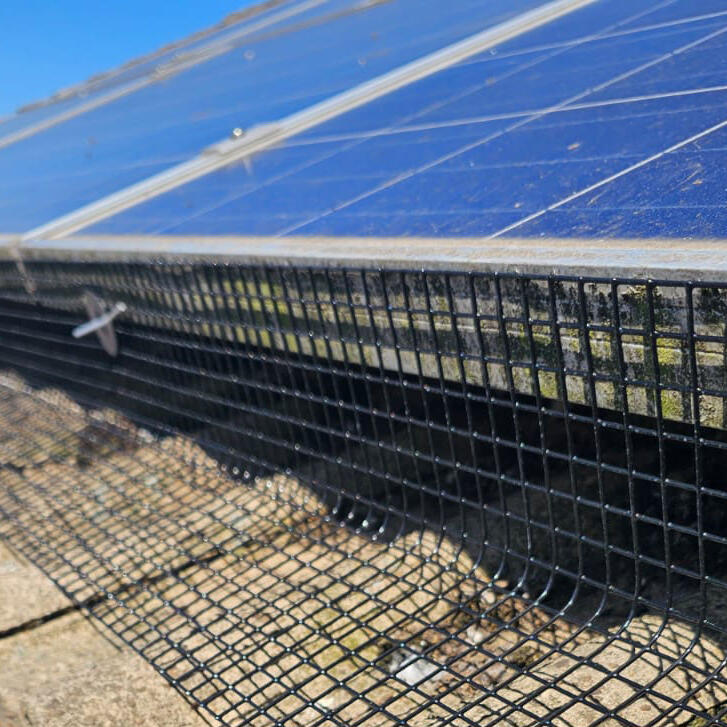 Pigeons Under Solar Panels in Aston, Sheffield