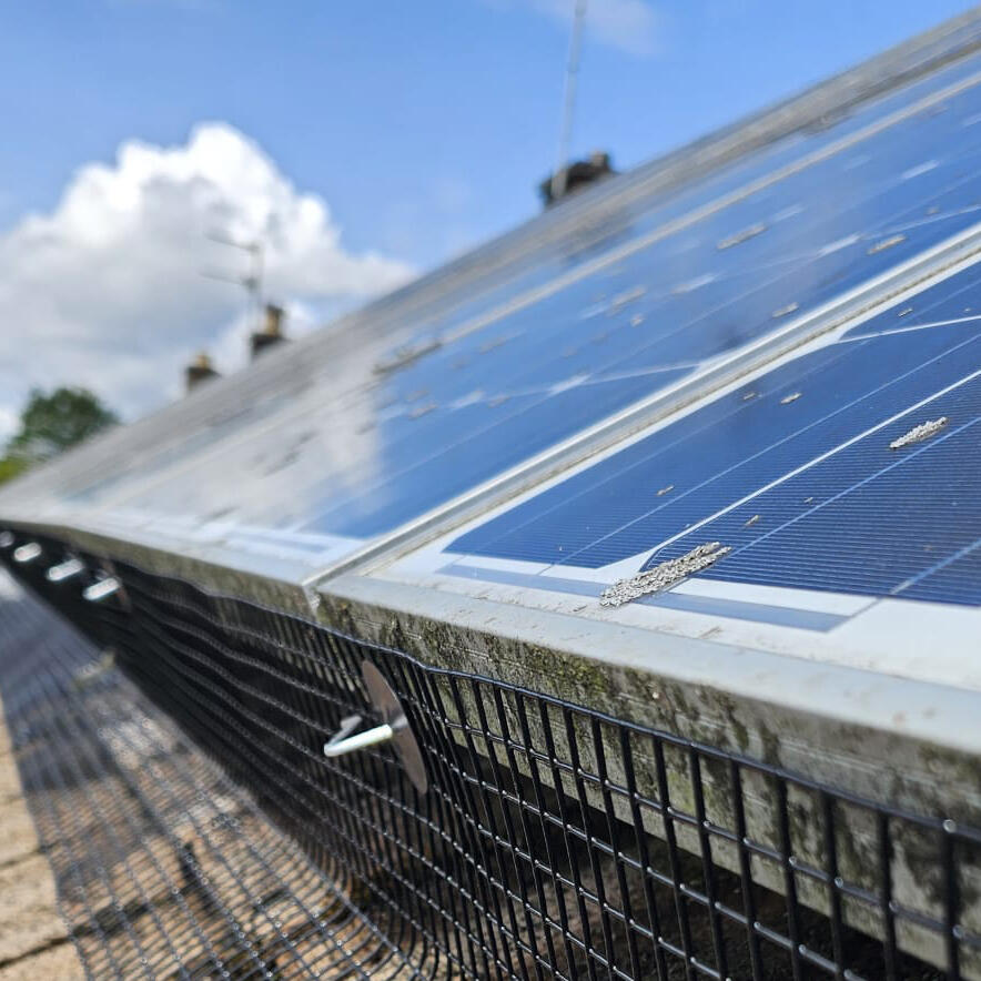 More Pigeons Interested in Solar Panels in Beeston