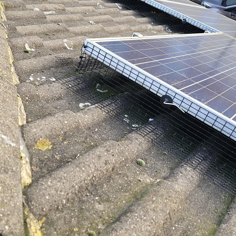 Protecting Solar Panels From Pigeons in Ilkeston