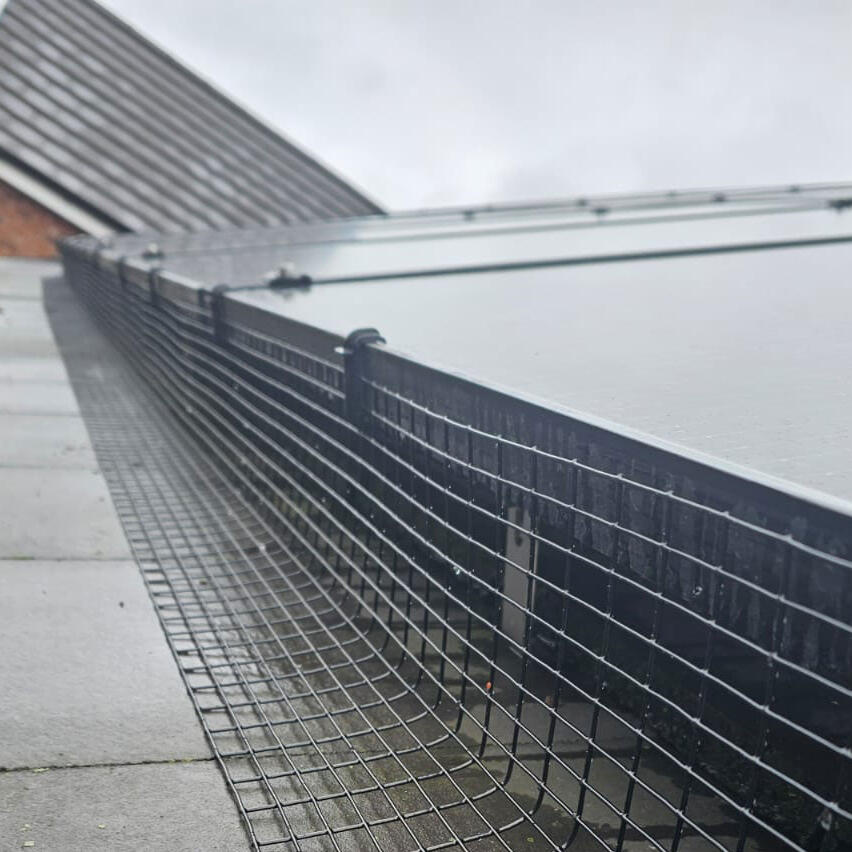 Pigeons Nesting Under Solar Panels in Worksop