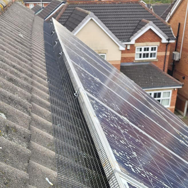 Protecting Solar Panels From Pigeons in Rotherham