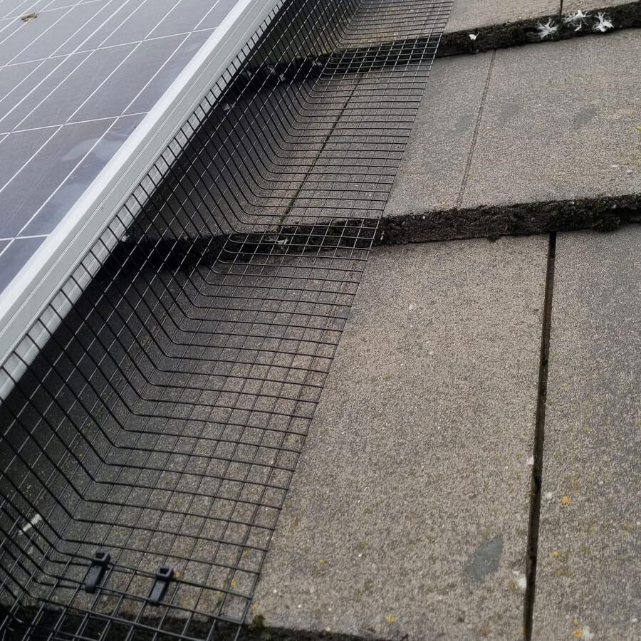 Pigeons Under Solar Panels