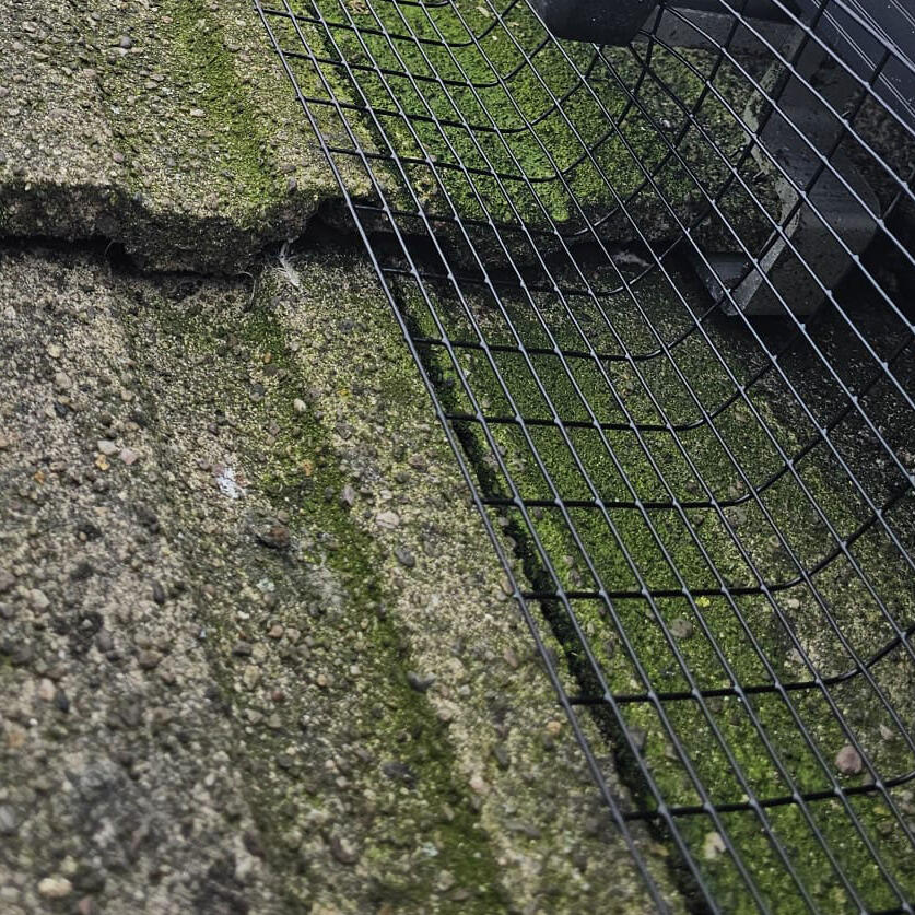 Protecting Solar Panels From Pigeons In Highbury Vale