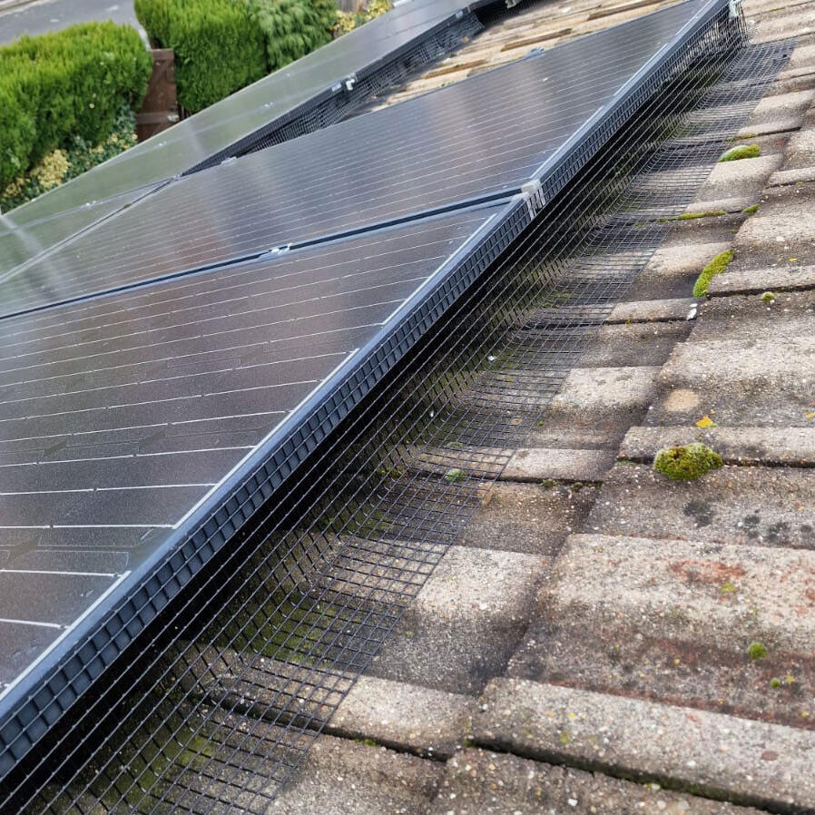 Pigeons Under Solar Panels in Bulwell
