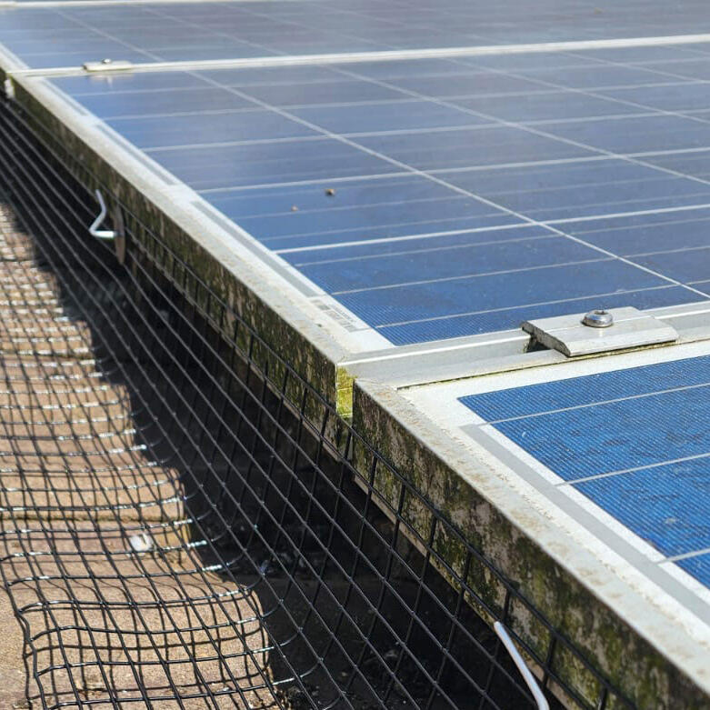 Protecting Solar Panels From Pigeons in Scraptoft