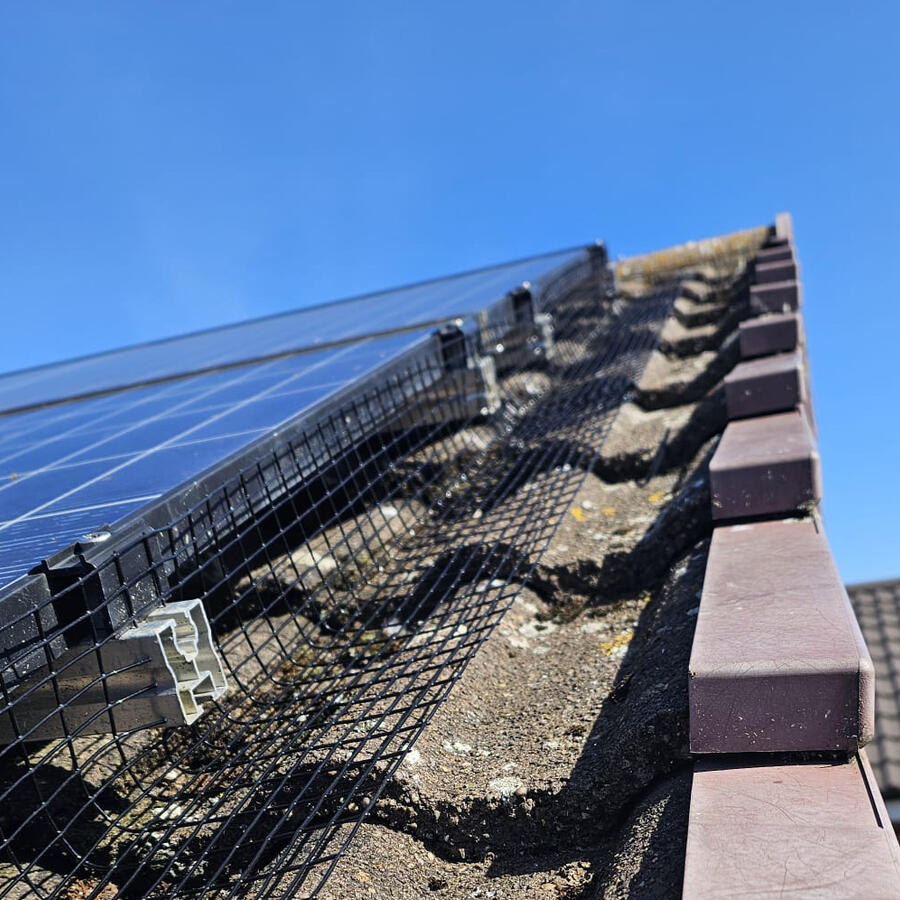 Pigeons Nesting Under Solar Panels in West Bridgford