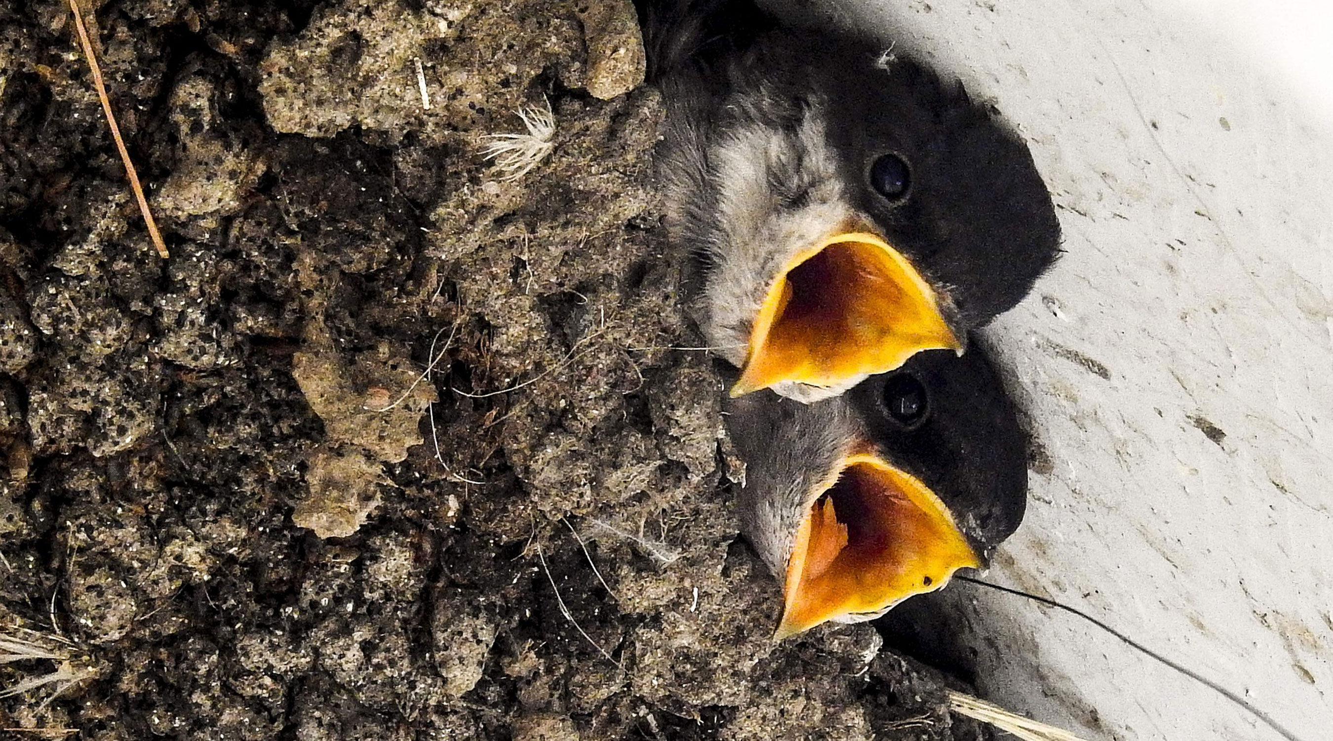 House+Martins