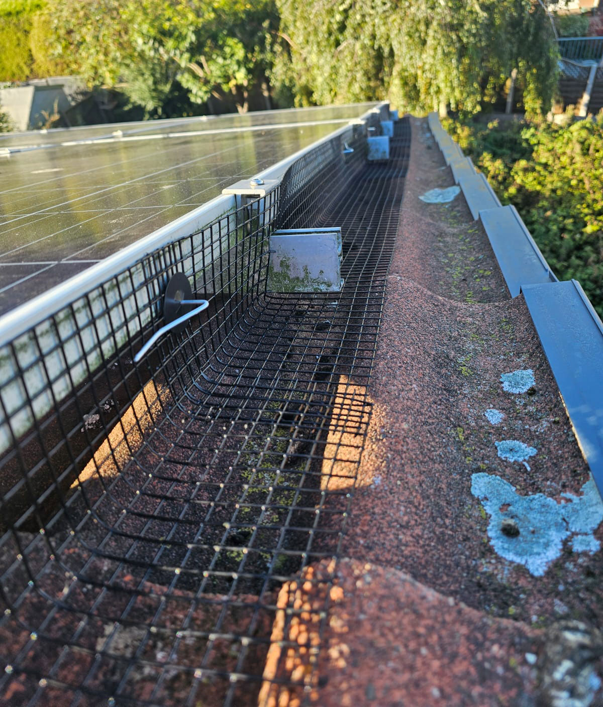 Double Pigeon Trouble in Bolsover