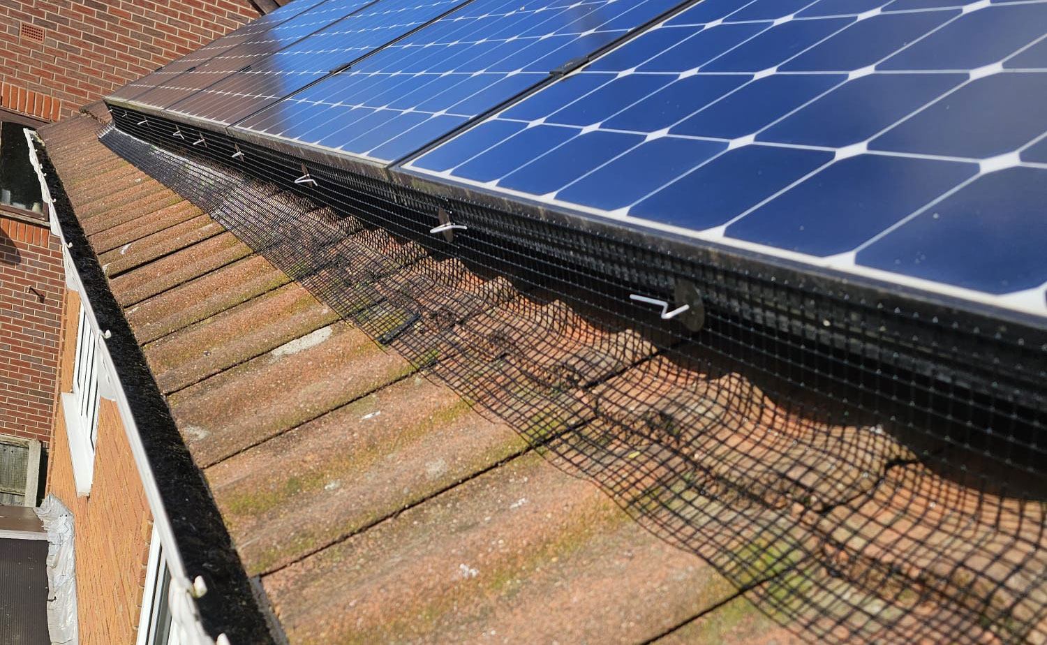 Pigeon+Proofing+Solar+Panels+in+Borrowash