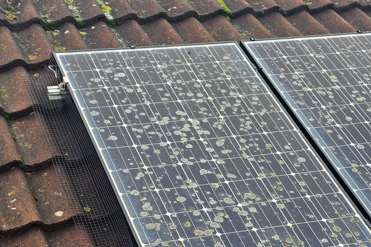 Pigeon Proofing Solar Panels in Borrowash