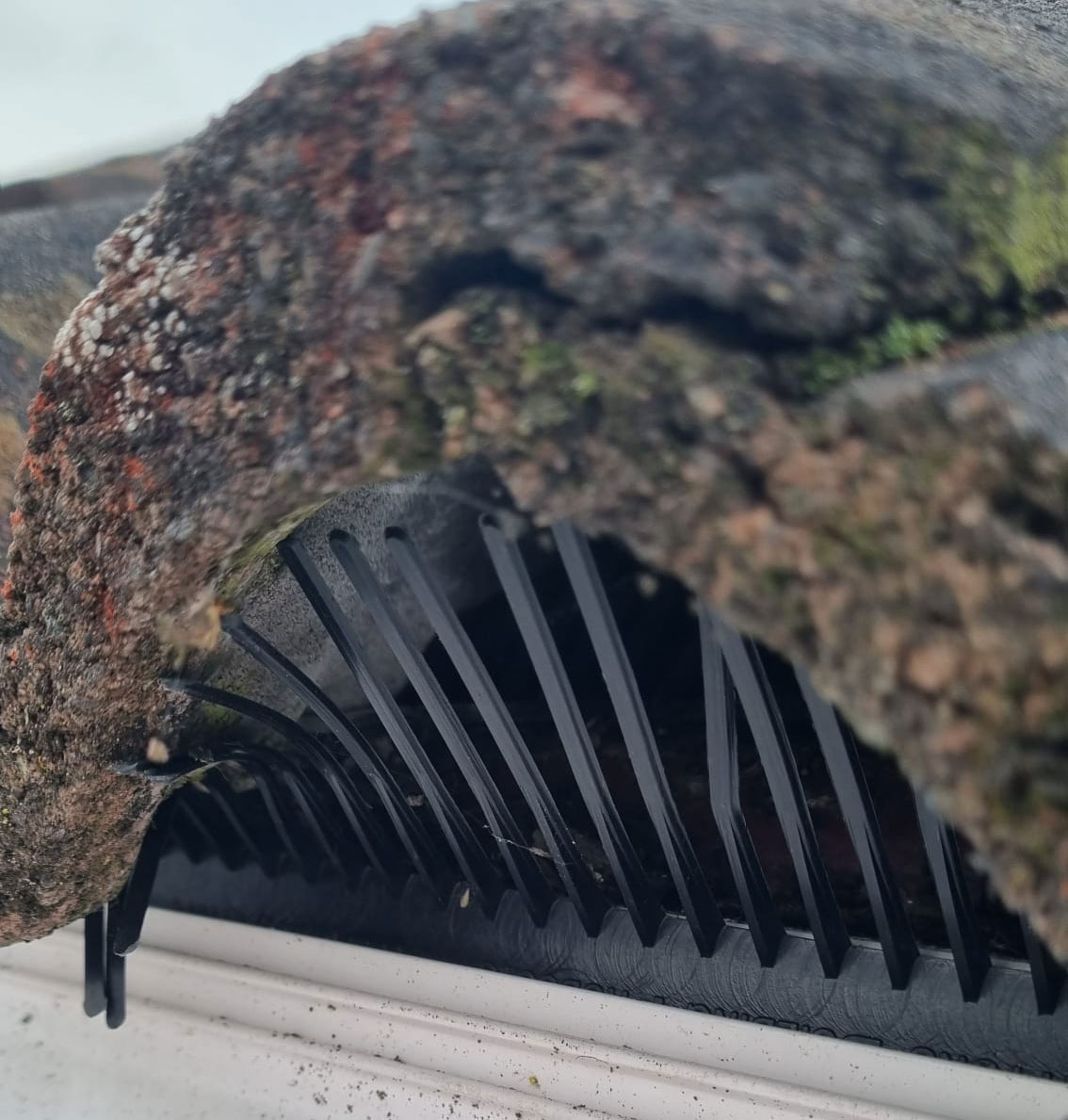 Bird Proofing a Loft
