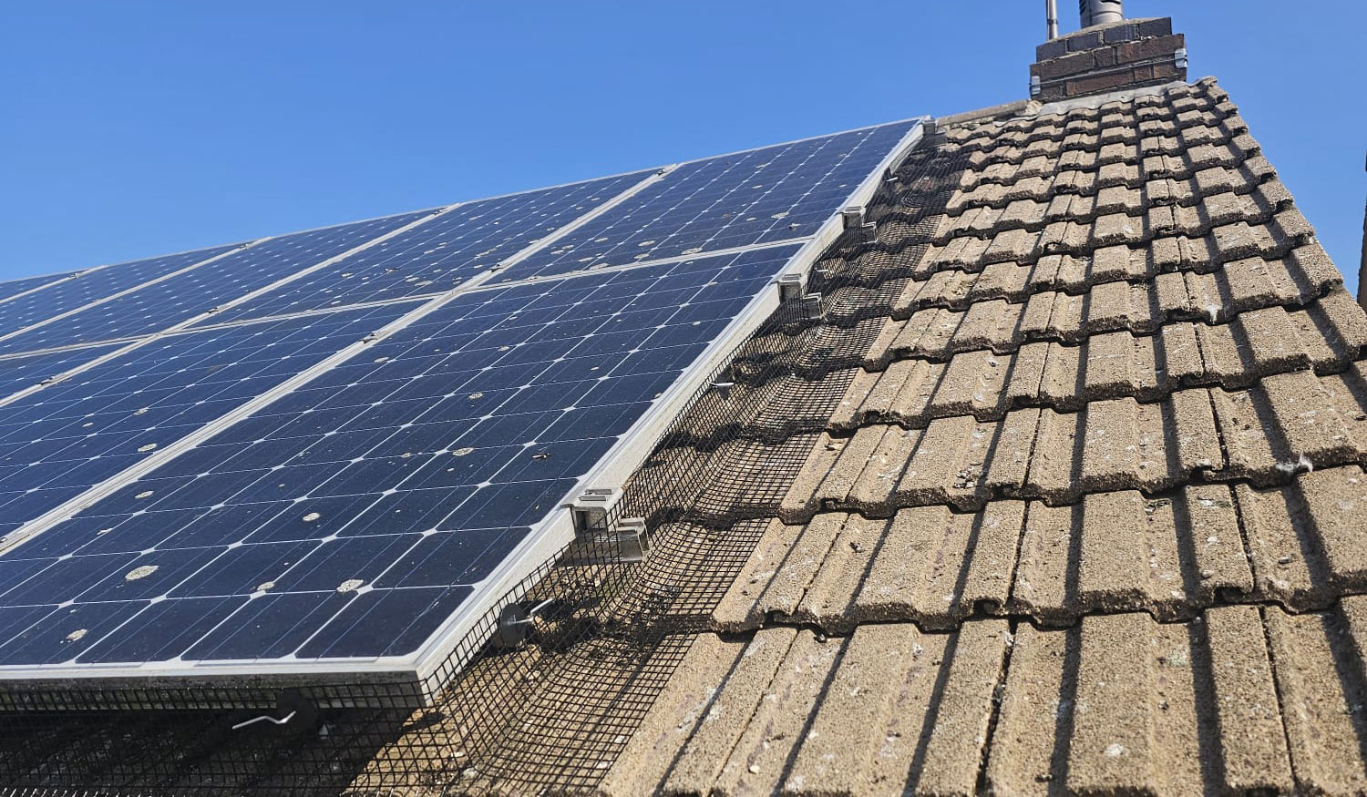 Protecting+Solar+Panels+From+Pigeons+in+Calverton