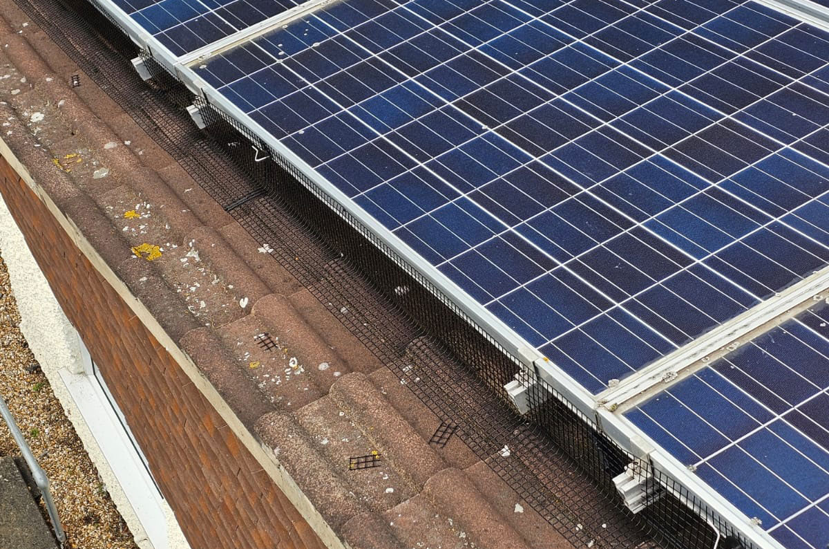 Protecting Solar Panels From Pigeons in Chilwell