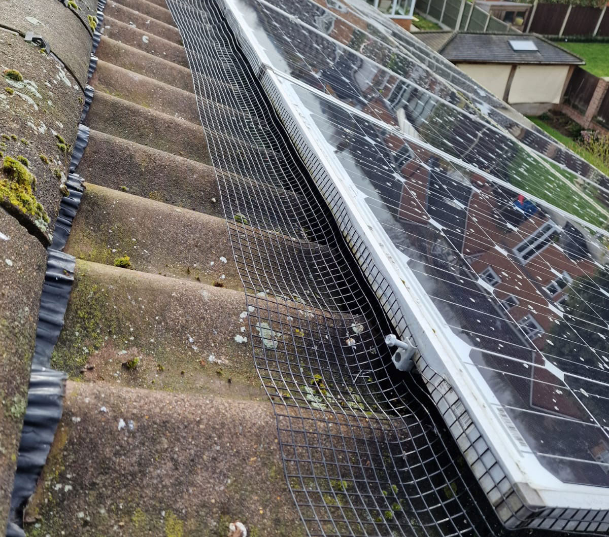Pigeons+Under+Solar+Panels+in+Colwick