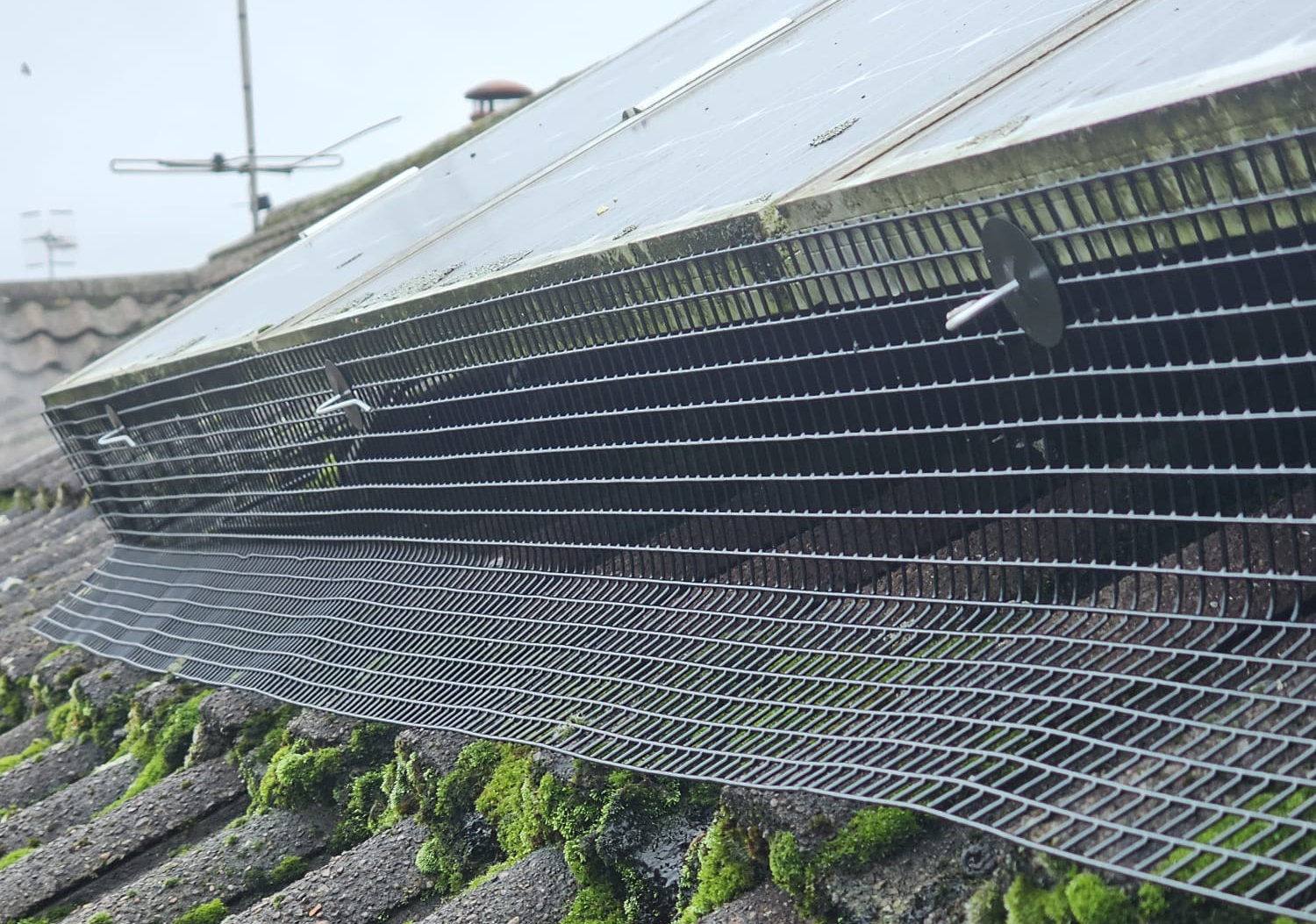Preventing Pigeons From Nesting Under Solar Panels in Duffield