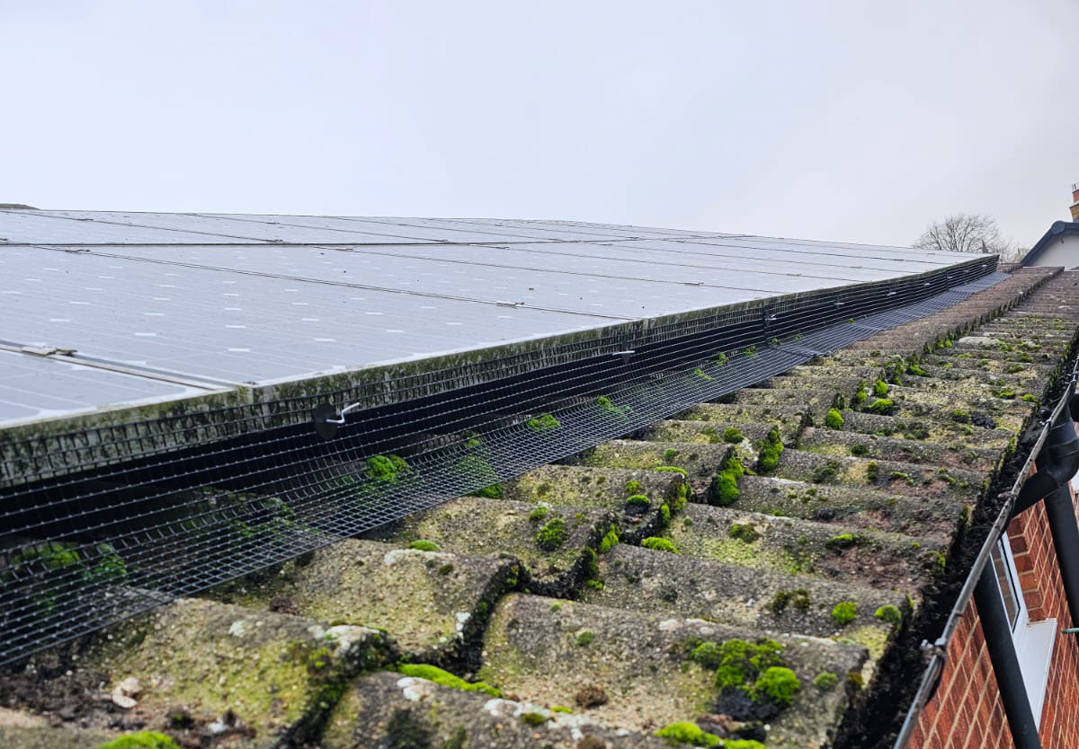 Protecting Solar Panels From Pigeons In Duffield