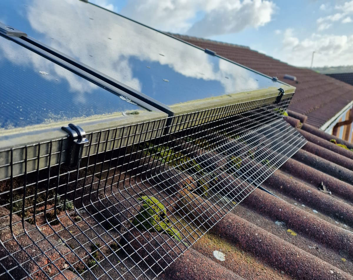 Protecting Solar Panels from Pigeons in Eastwood