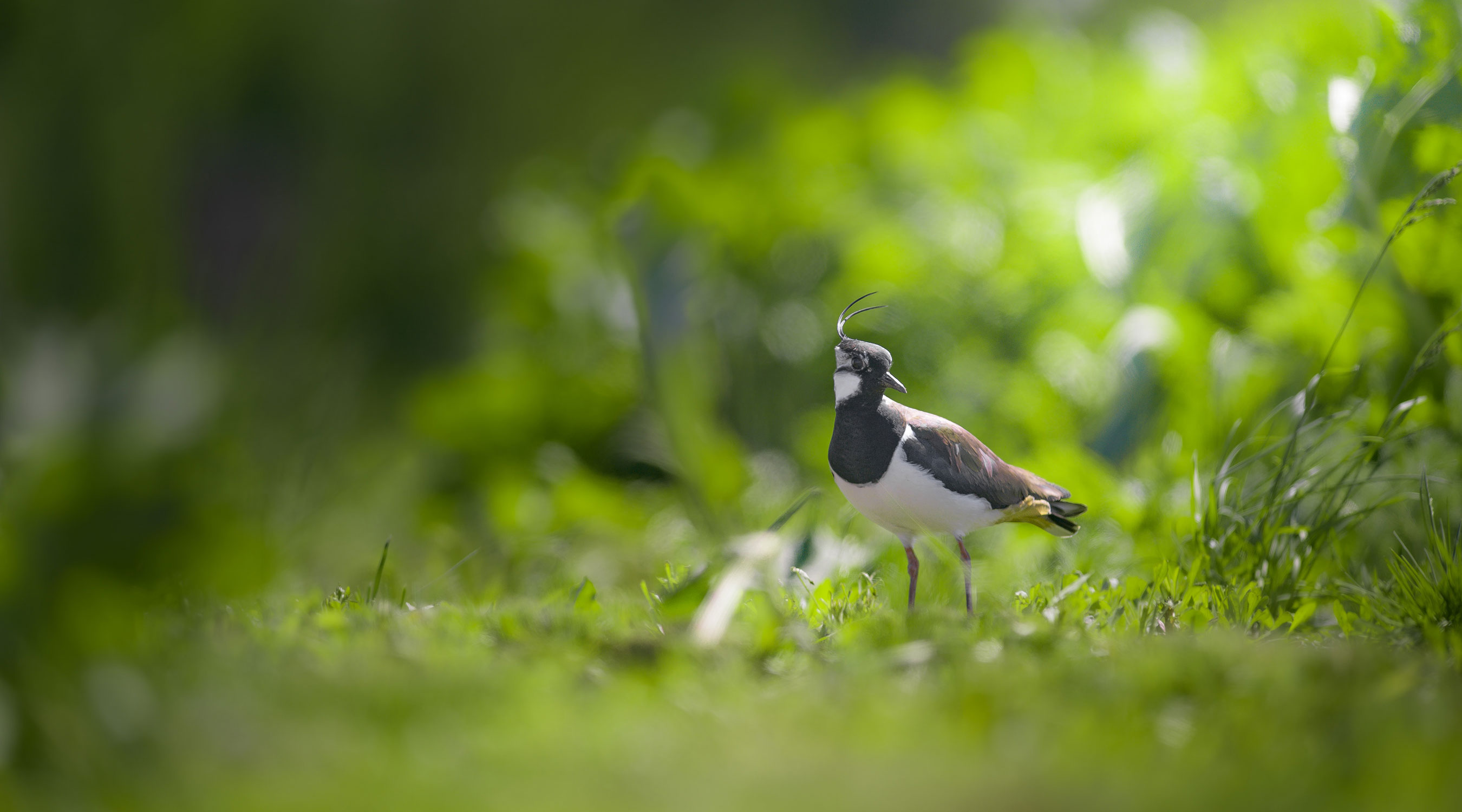 Ground+Nesting+Birds