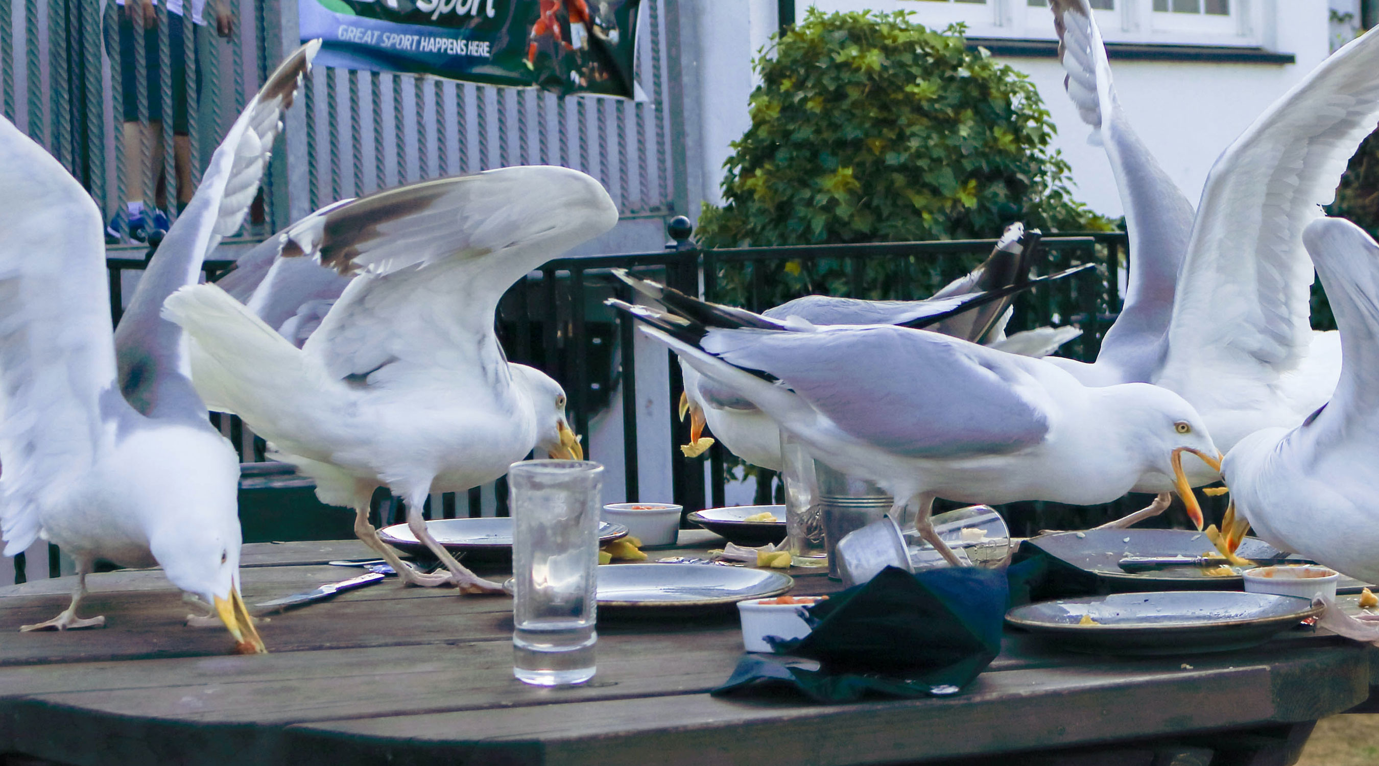 Gulls