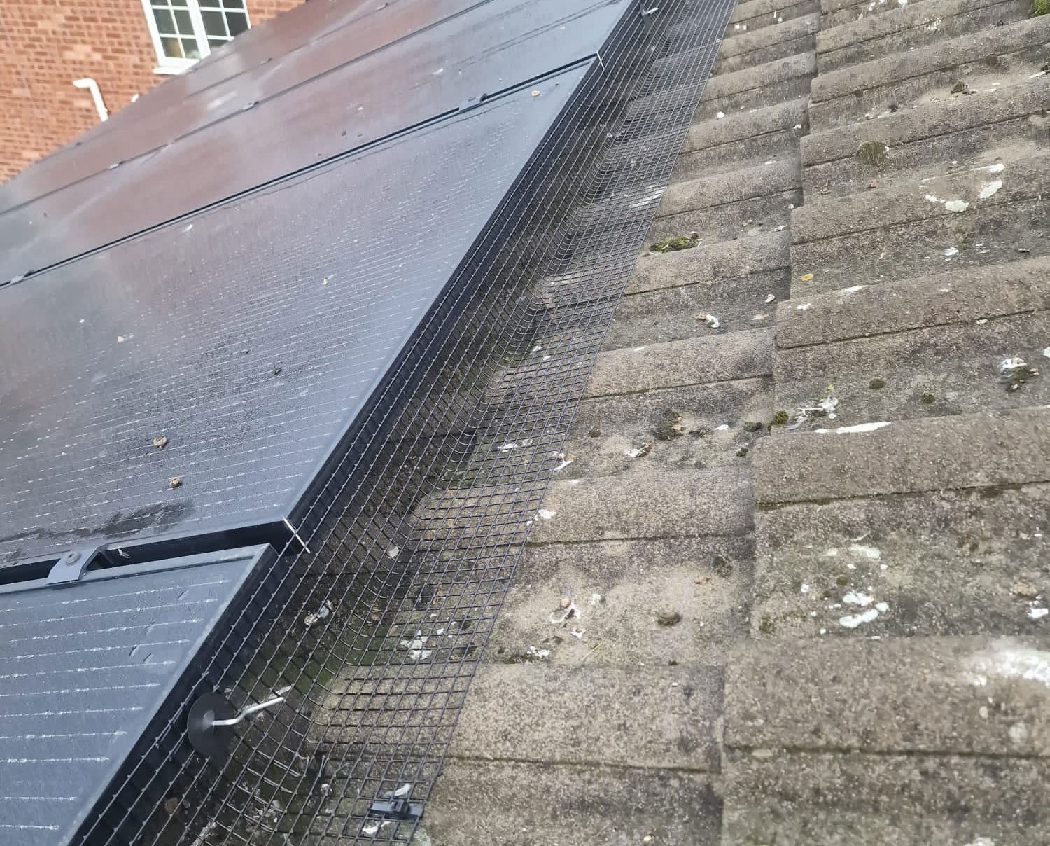 The Problem With Pigeons And Your Solar panels