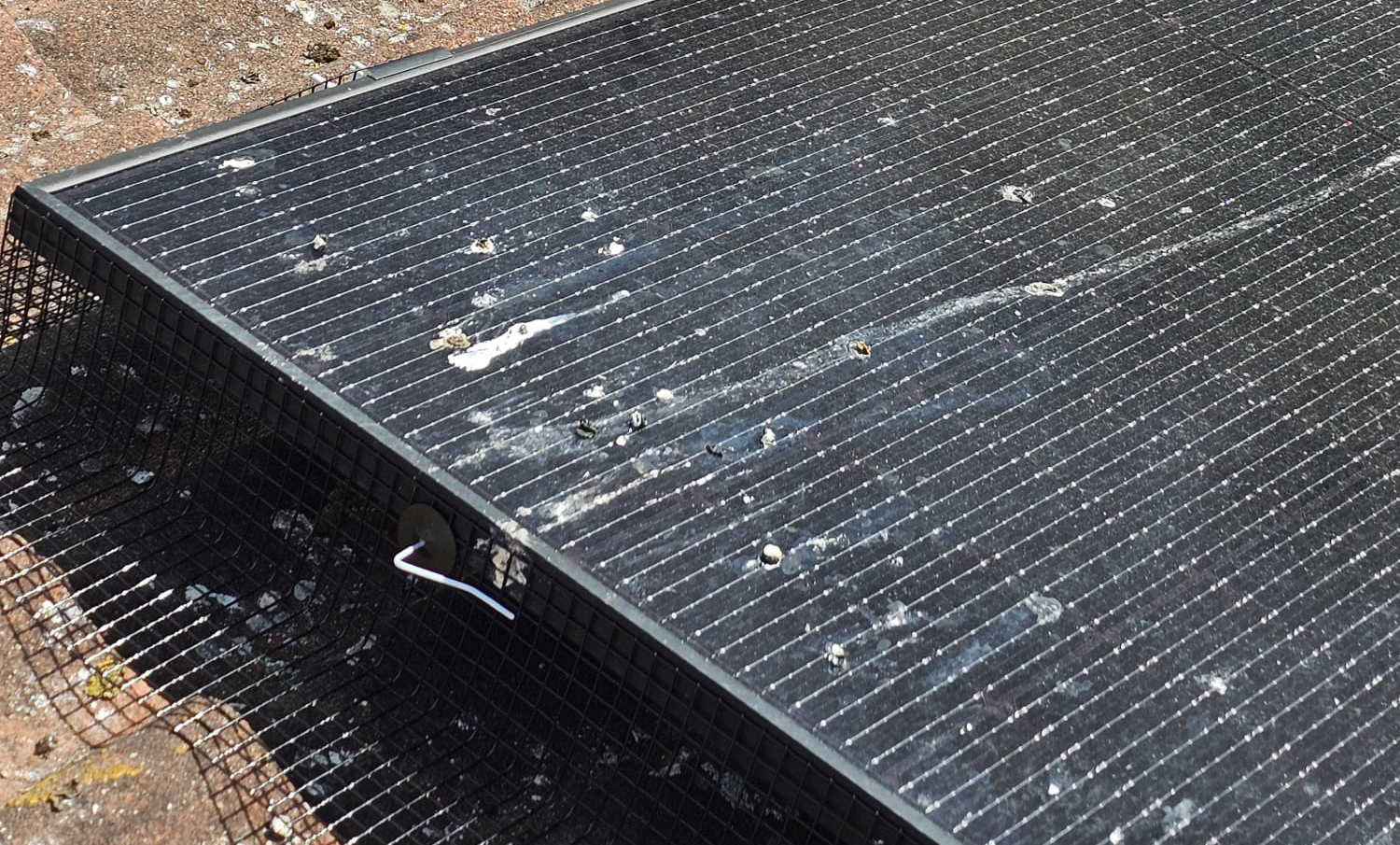 Protecting Solar Panels From Pigeons In Lambley
