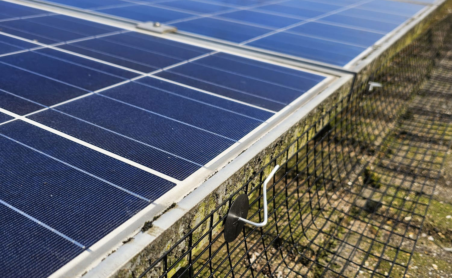 Protecting Solar Panels From Pigeons in Mansfield