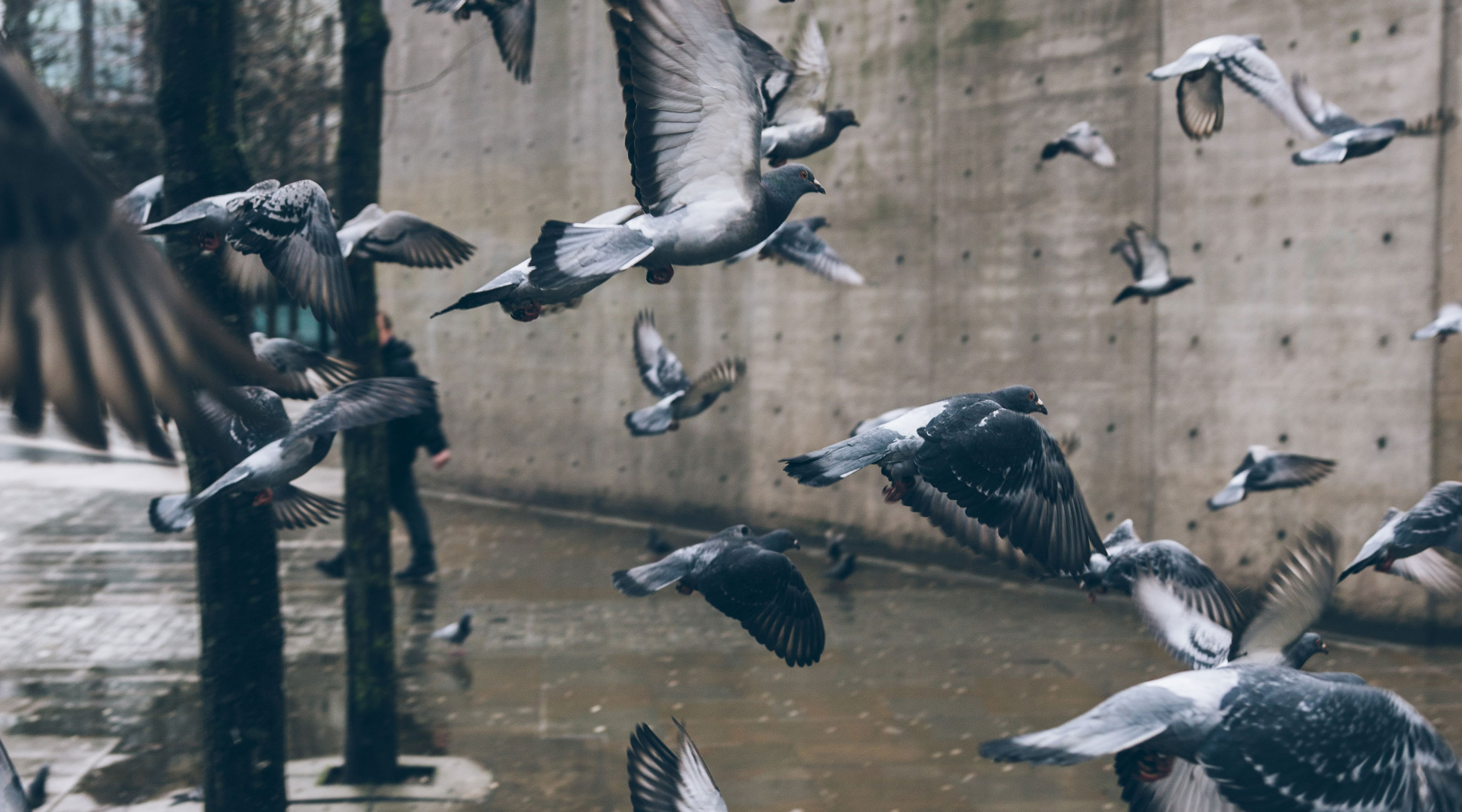 Pigeons