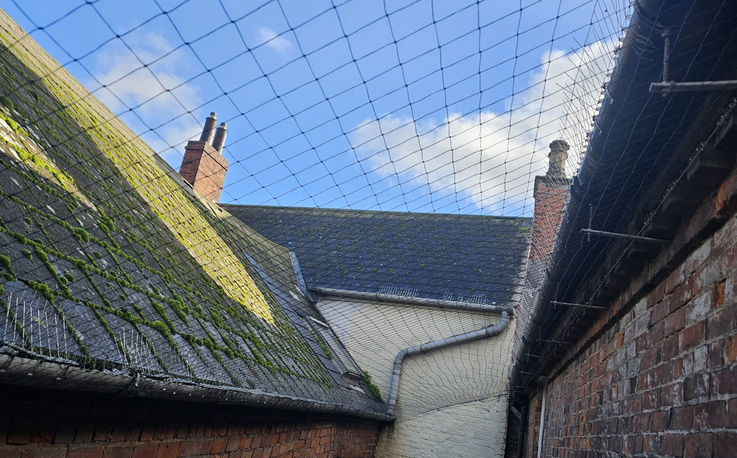 Pigeon+Netting+Installed+in+Retford