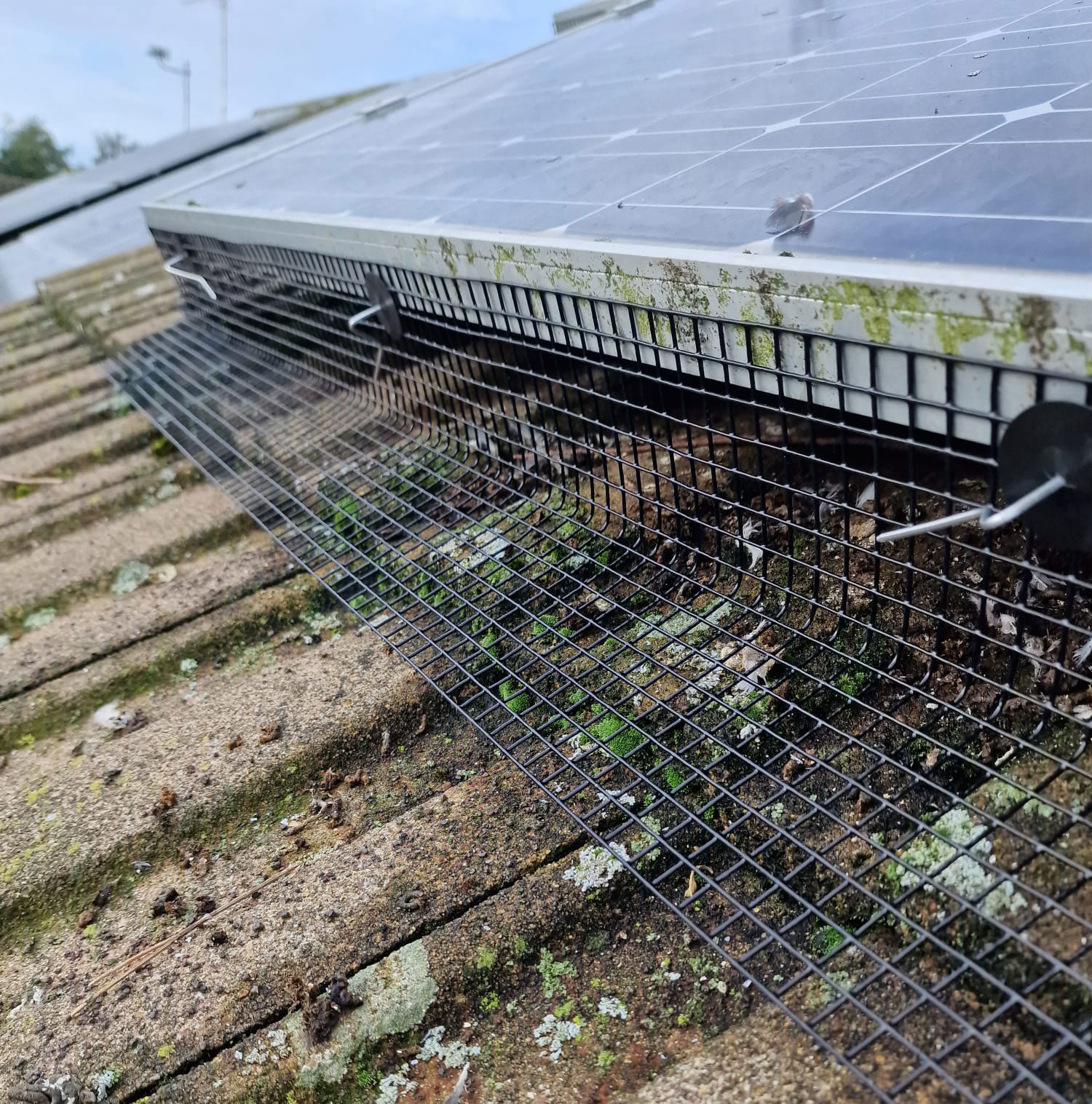 Pigeons Invade Solar Panels in Arnold